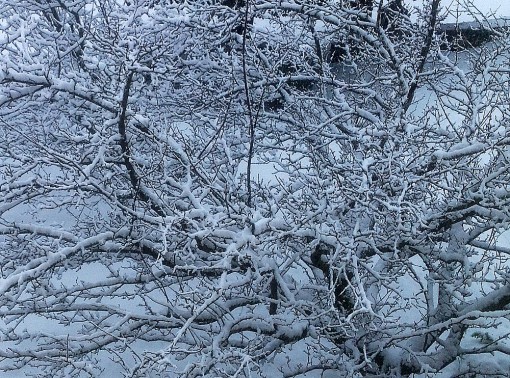 Neve