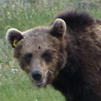 orso