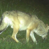 Lupo