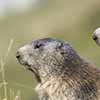 Marmotta