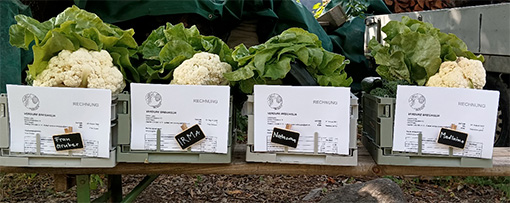Cavolfiori