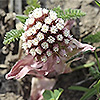 Petasites_hybridus
