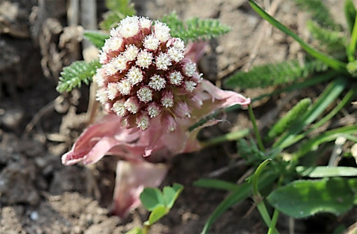 Petasites_hybridus_1