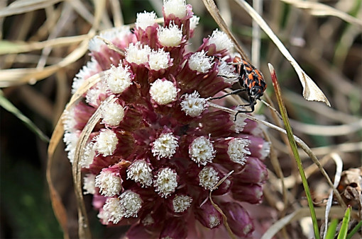 Petasites_hybridus_2