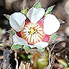Potentilla_micrantha