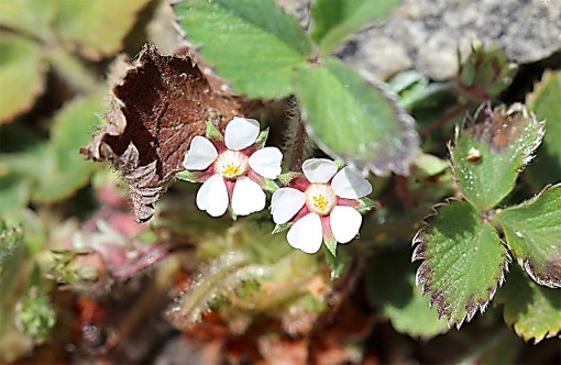 Potentilla_micrantha2