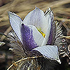 Pulsatilla