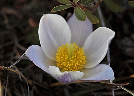 Pulsatilla_vernalis_1
