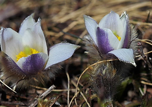Pulsatilla_vernalis_2