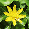 Ranunculus_ficaria