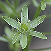Ornithogalum_pyrenaicum
