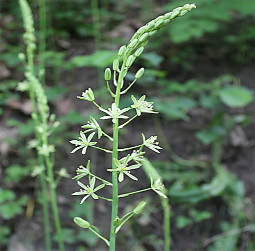 Ornithogalum_pyrenaicum1