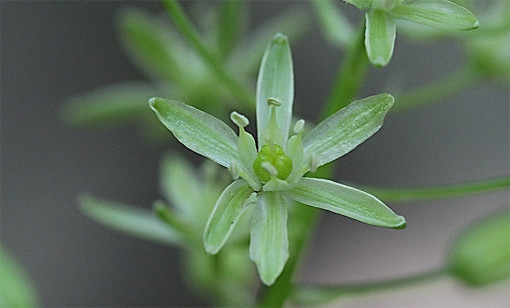 Ornithogalum_pyrenaicum2