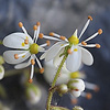 Saxifraga_cuneifolia