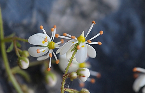 Saxifraga_cuneifolia_1
