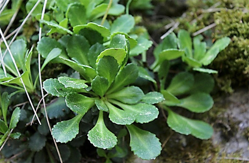 Saxifraga_cuneifolia_2