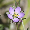 Spergularia_comune