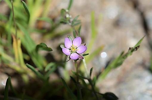 Spergularia_comune_1