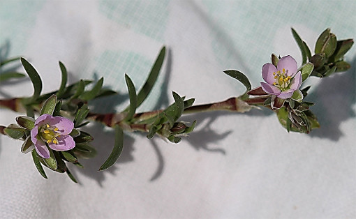 Spergularia_comune_2