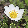 Dryas_octopetala