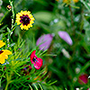 Fiori