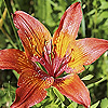 Ornithogalum_pyrenaicum