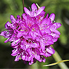 Armeria_alpina