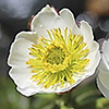 Ranunculus_glacialis