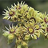 Sempervivum_wulfenii
