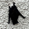 pipistrello