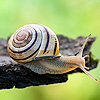 Chiocciola
