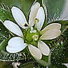 Stellaria