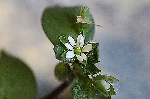 Stellaria1