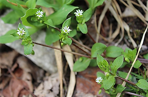 Stellaria2