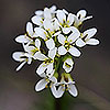Arabetta_di_Jacquin