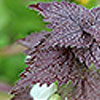 Lamium_album