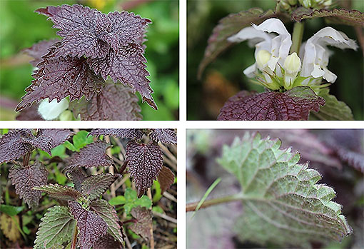Lamium_album1