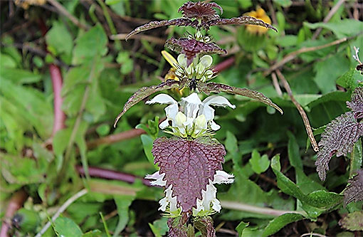 Lamium_album2