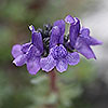 Linaria_alpina