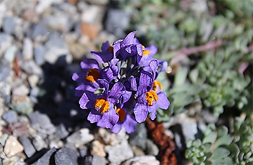 Linaria_alpina1
