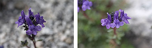 Linaria_alpina2
