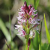 Orchide