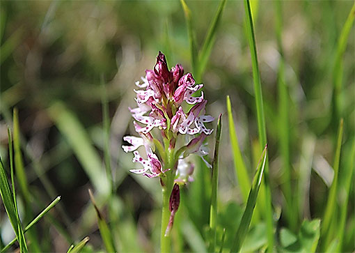 Orchide1