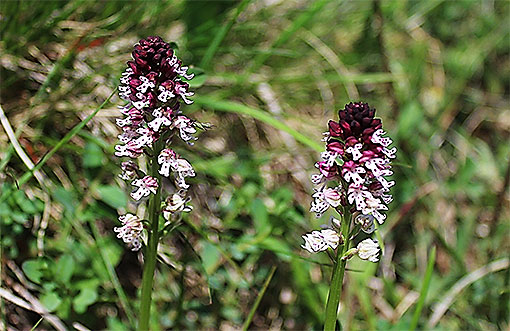 Orchide2