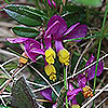 Polygala_chamaebuxus
