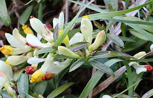 Polygala_chamaebuxus1