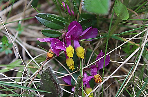 Polygala_chamaebuxus2