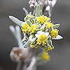 Artemisia_umbelliformis