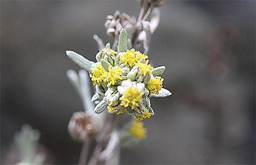 Artemisia_umbelliformis1
