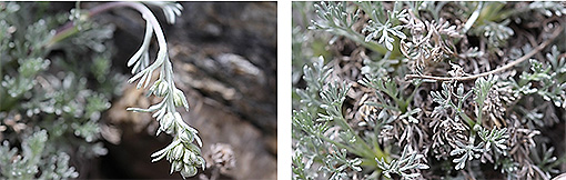 Artemisia_umbelliformis2